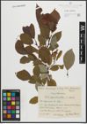 Foto von Salix appendiculata Vill. x Salix caprea L.